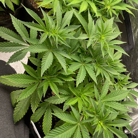 OG Kush growlog timeline photo