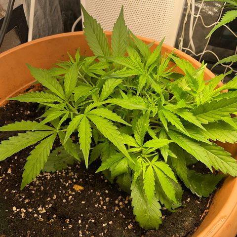Gorilla Glue Auto growlog timeline photo