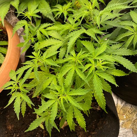 Orange Sherbet Auto growlog timeline photo