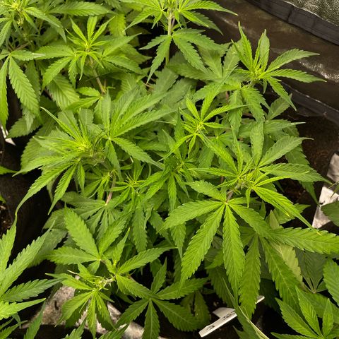 Orange Sherbet Auto growlog timeline photo