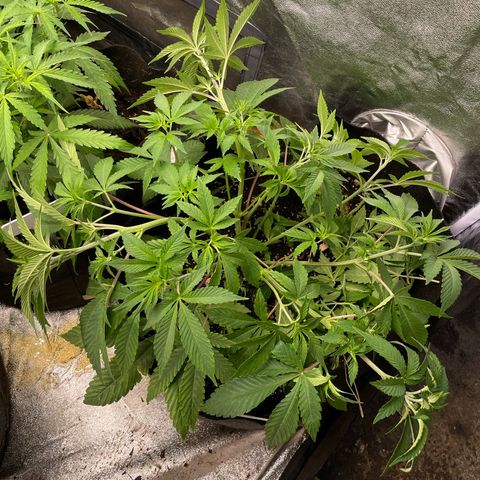 OG Kush growlog timeline photo