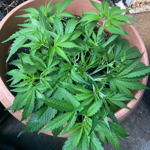 Gorilla Glue Auto growlog timeline photo