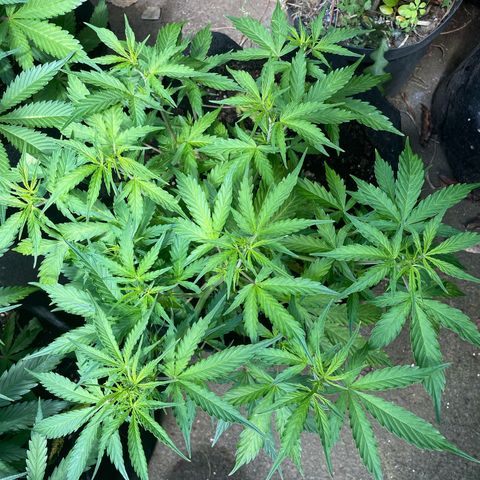 Orange Sherbet Auto growlog timeline photo