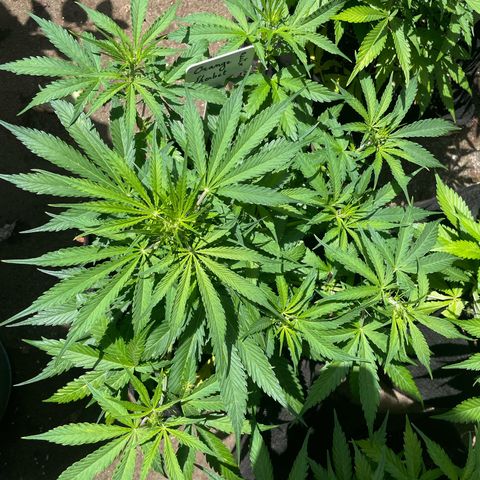 Orange Sherbet Auto growlog timeline photo
