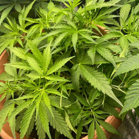 Gorilla Glue Auto growlog timeline photo