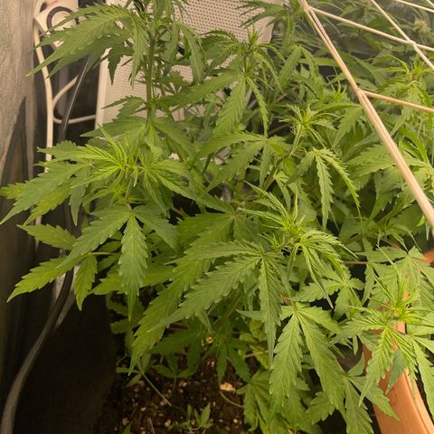 Orange Sherbet Auto growlog timeline photo