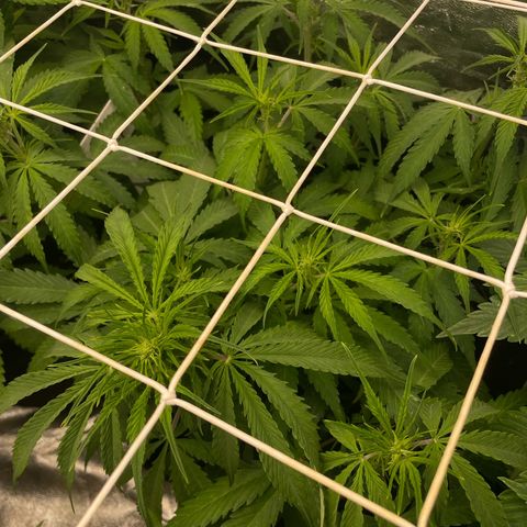 Orange Sherbet Auto growlog timeline photo