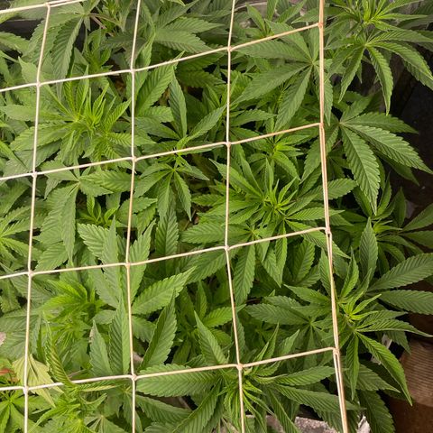 OG Kush growlog timeline photo