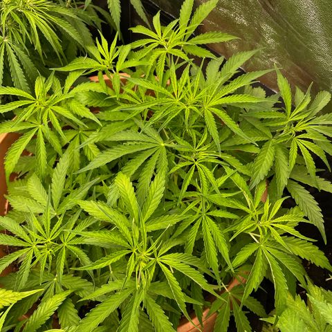 Gorilla Glue Auto growlog timeline photo