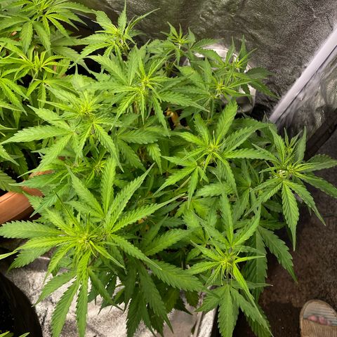 Orange Sherbet Auto growlog timeline photo