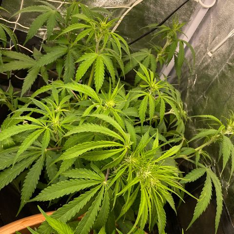 Orange Sherbet Auto growlog timeline photo