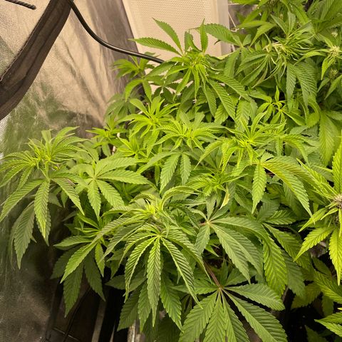 OG Kush growlog timeline photo