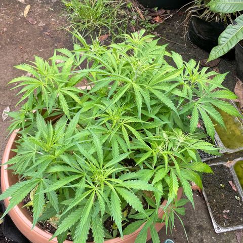 Gorilla Glue Auto growlog timeline photo