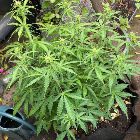 Orange Sherbet Auto growlog timeline photo