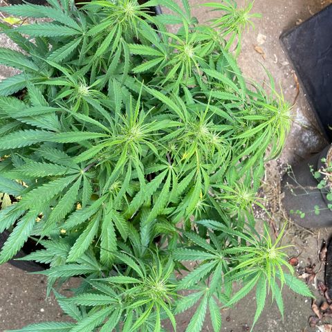 Orange Sherbet Auto growlog timeline photo