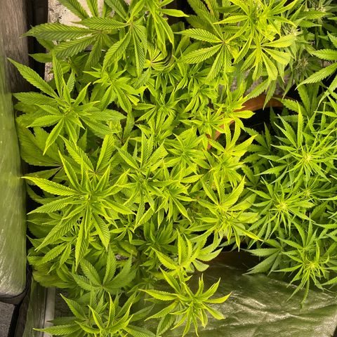 OG Kush growlog timeline photo