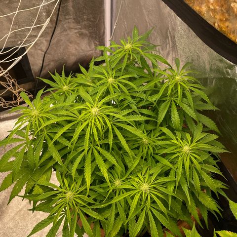 Gorilla Glue Auto growlog timeline photo