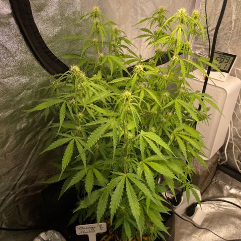 Orange Sherbet Auto growlog timeline photo
