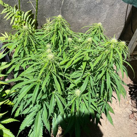 Orange Sherbet Auto growlog timeline photo