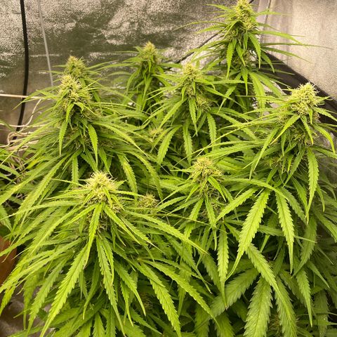 Orange Sherbet Auto growlog timeline photo