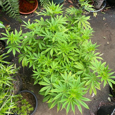 OG Kush growlog timeline photo