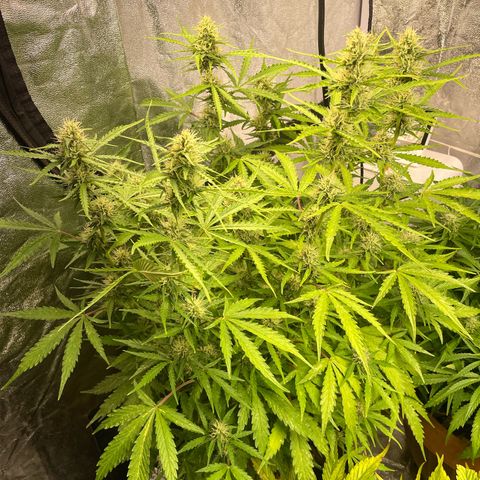 Orange Sherbet Auto growlog timeline photo