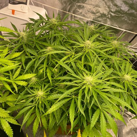 Gorilla Glue Auto growlog timeline photo