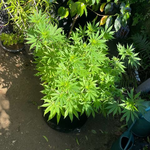 OG Kush growlog timeline photo