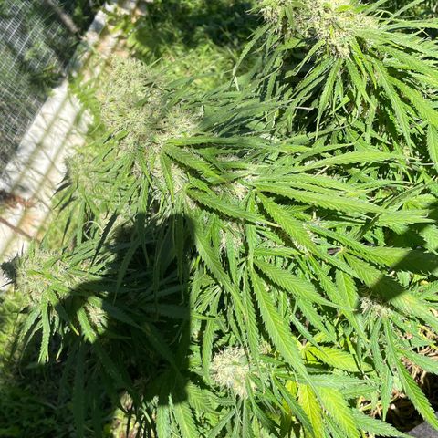 Orange Sherbet Auto growlog timeline photo