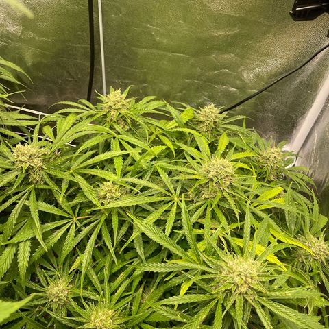 Gorilla Glue Auto growlog timeline photo