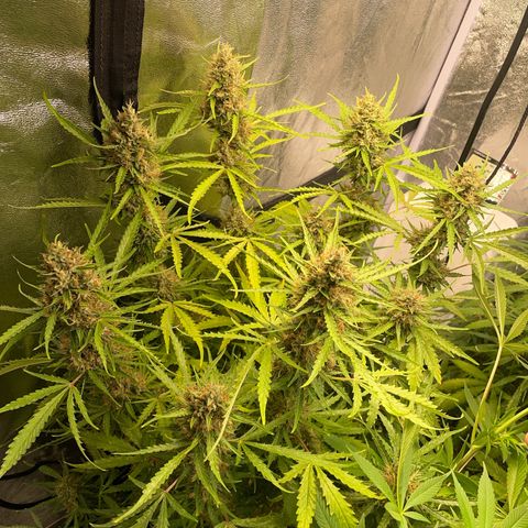 Orange Sherbet Auto growlog timeline photo