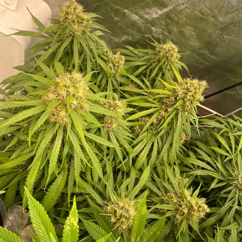 Orange Sherbet Auto growlog timeline photo