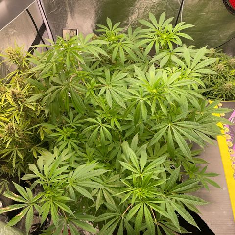OG Kush growlog timeline photo
