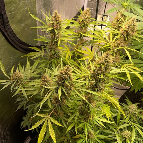 Orange Sherbet Auto growlog timeline photo