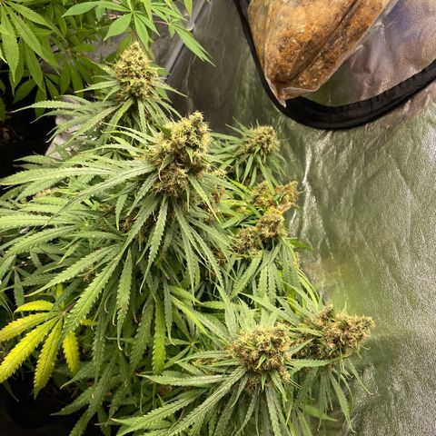 Orange Sherbet Auto growlog timeline photo