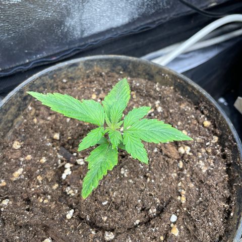 Tropicana poison  growlog timeline photo
