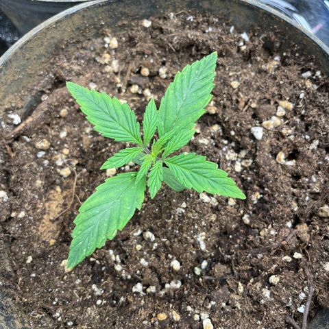 Tropicana poison growlog timeline photo