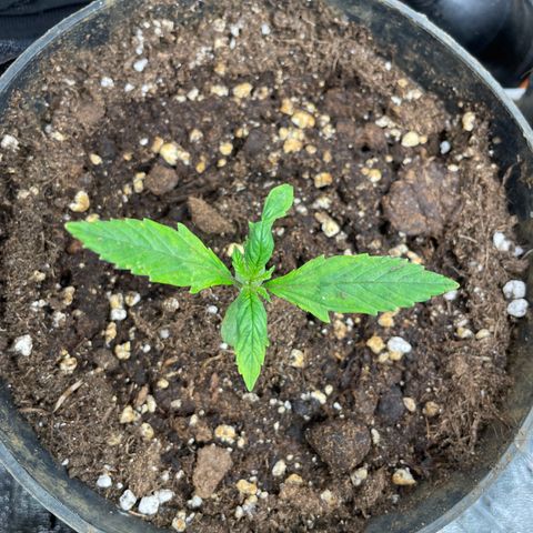 Tropicana poison growlog timeline photo