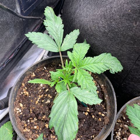 Tropicana poison growlog timeline photo