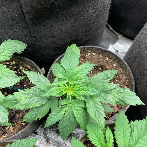Tropicana poison growlog timeline photo