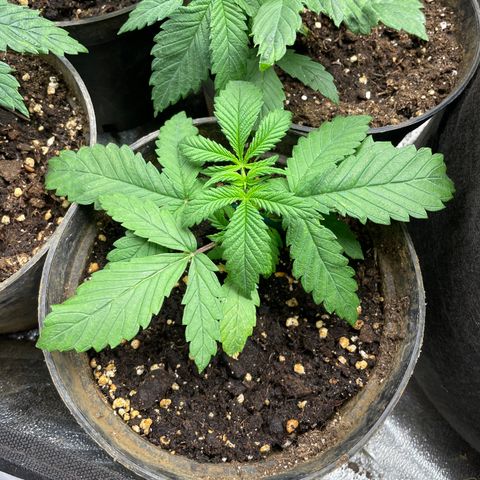 Tropicana poison growlog timeline photo