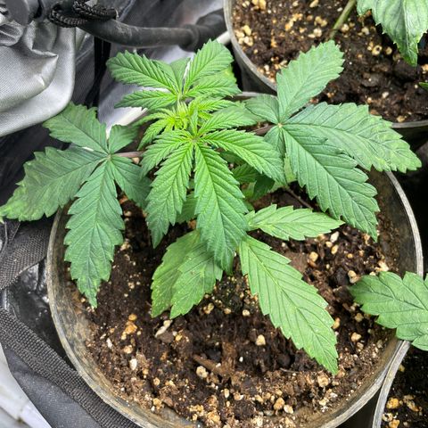Tropicana poison  growlog timeline photo