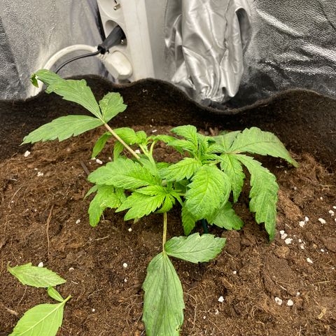 Tropicana poison growlog timeline photo