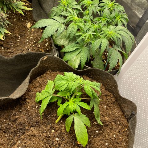 Tropicana poison growlog timeline photo