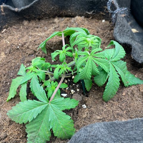 Tropicana poison  growlog timeline photo