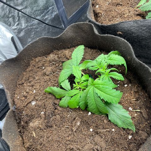 Tropicana poison growlog timeline photo