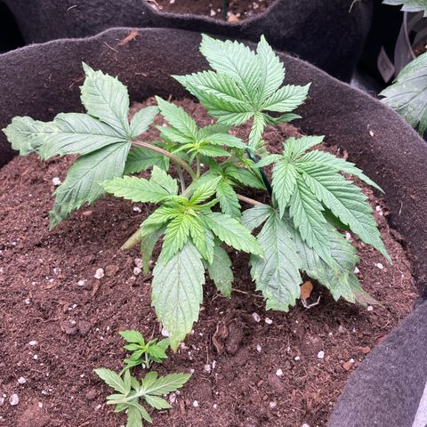 Tropicana poison  growlog timeline photo