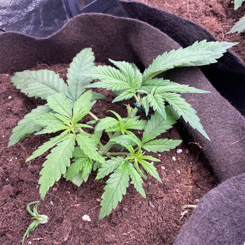 Tropicana poison growlog timeline photo