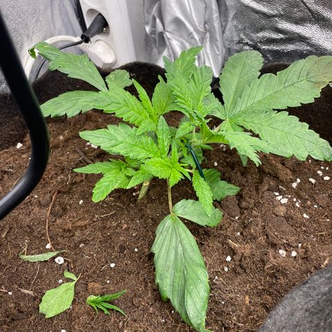 Tropicana poison growlog timeline photo