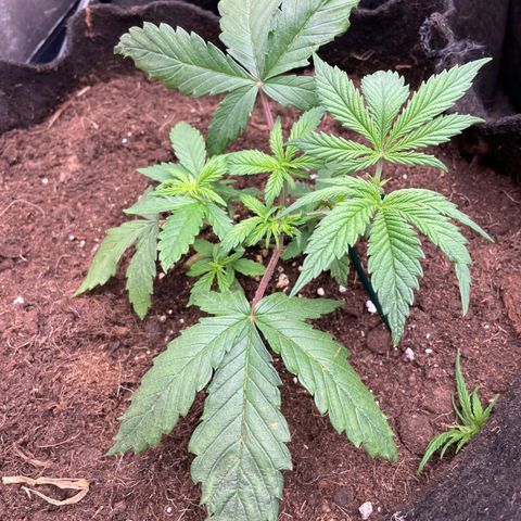 Tropicana poison growlog timeline photo